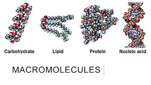 Biochemical Tests for Food Macromolecules with Examples